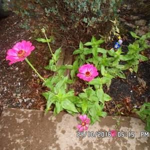 Meet your Posher, Joyce